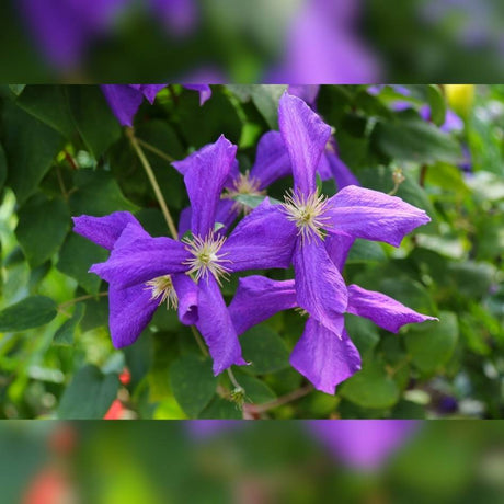 Clematis ‘Polish Spirit’