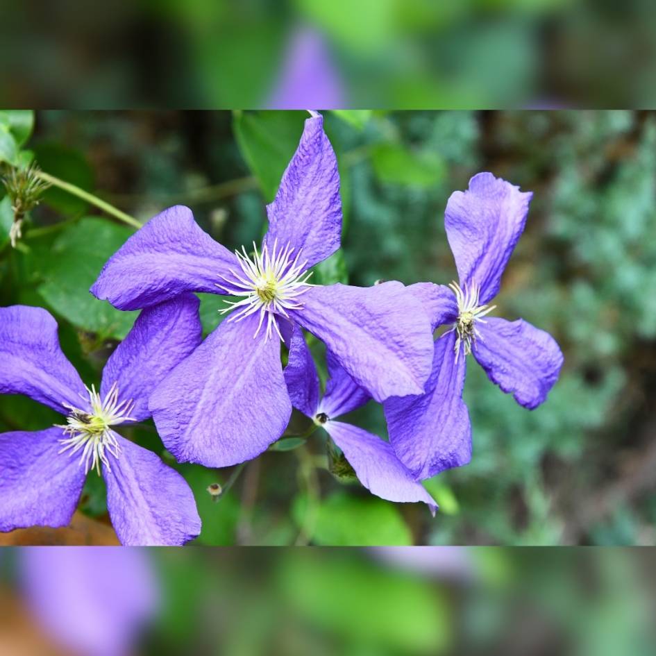 Clematis ‘Polish Spirit’