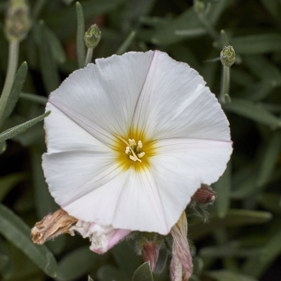 Convolvulus cneorum