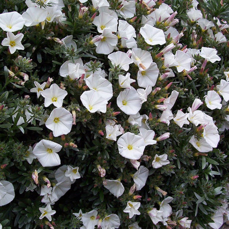 Convolvulus cneorum