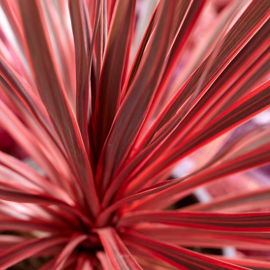 Cordyline australis ‘Charlie Boy’