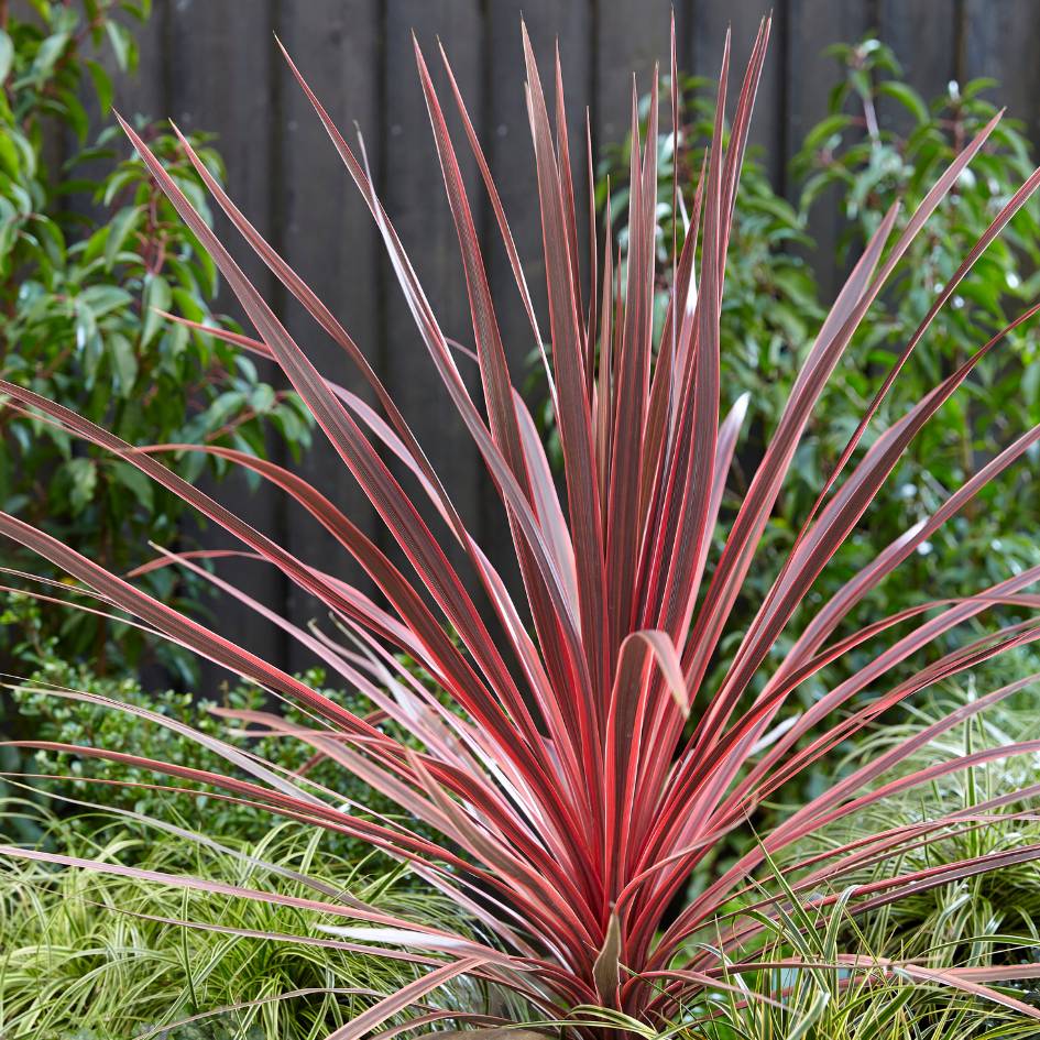 Cordyline australis ‘Charlie Boy’