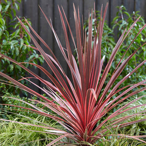Cordyline australis ‘Charlie Boy’