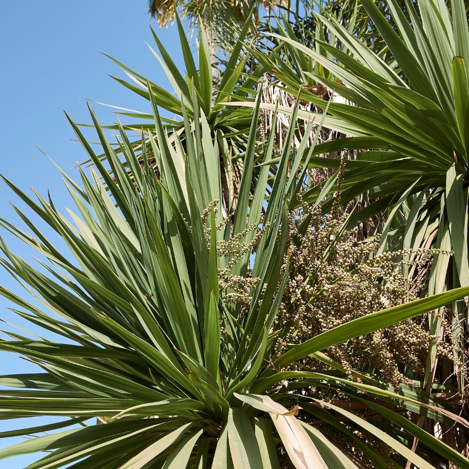 Cordyline australis