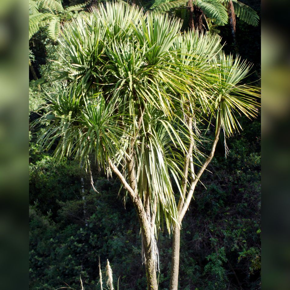 Cordyline australis
