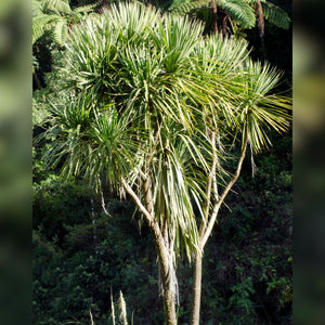 Cordyline australis