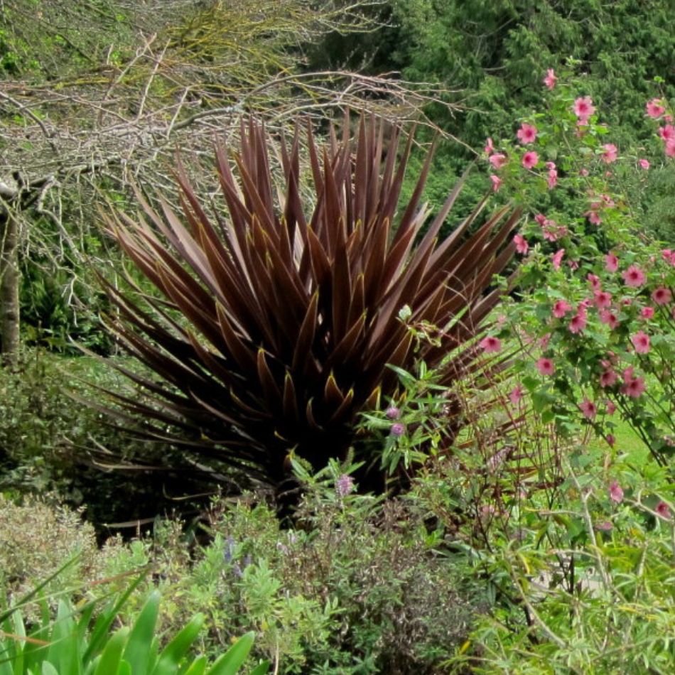 Cordyline australis ‘Red Star’