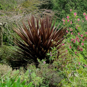 Cordyline australis ‘Red Star’