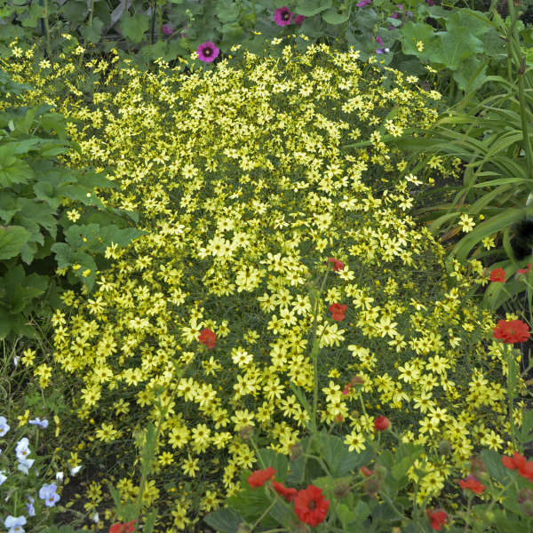 Coreopsis verticillata ‘Moonbeam’