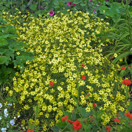 Coreopsis verticillata ‘Moonbeam’