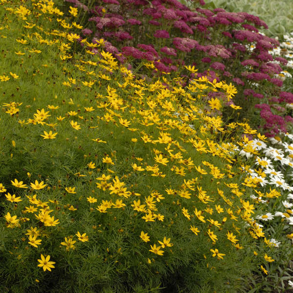 Coreopsis verticillata ‘Zagreb’