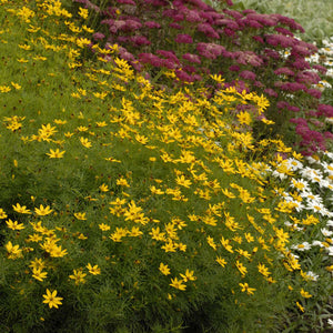 Coreopsis verticillata ‘Zagreb’