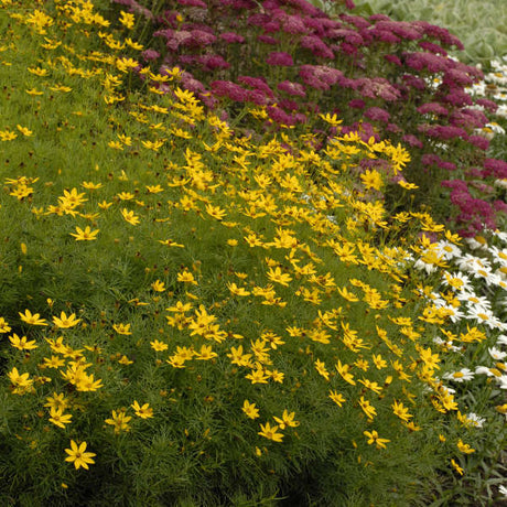 Coreopsis verticillata ‘Zagreb’