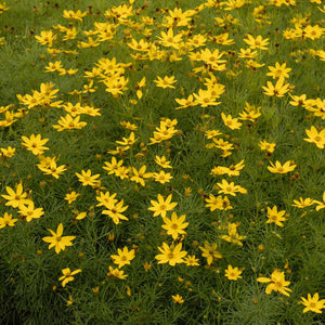 Coreopsis verticillata ‘Zagreb’