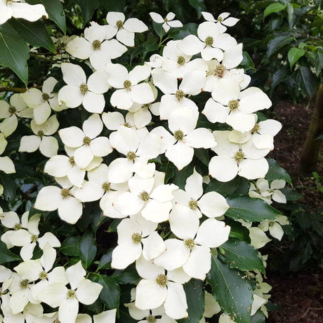 Cornus kousa ‘Flower Tower’