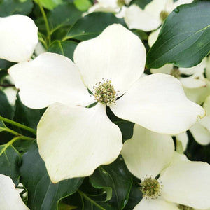 Cornus kousa ‘Flower Tower’