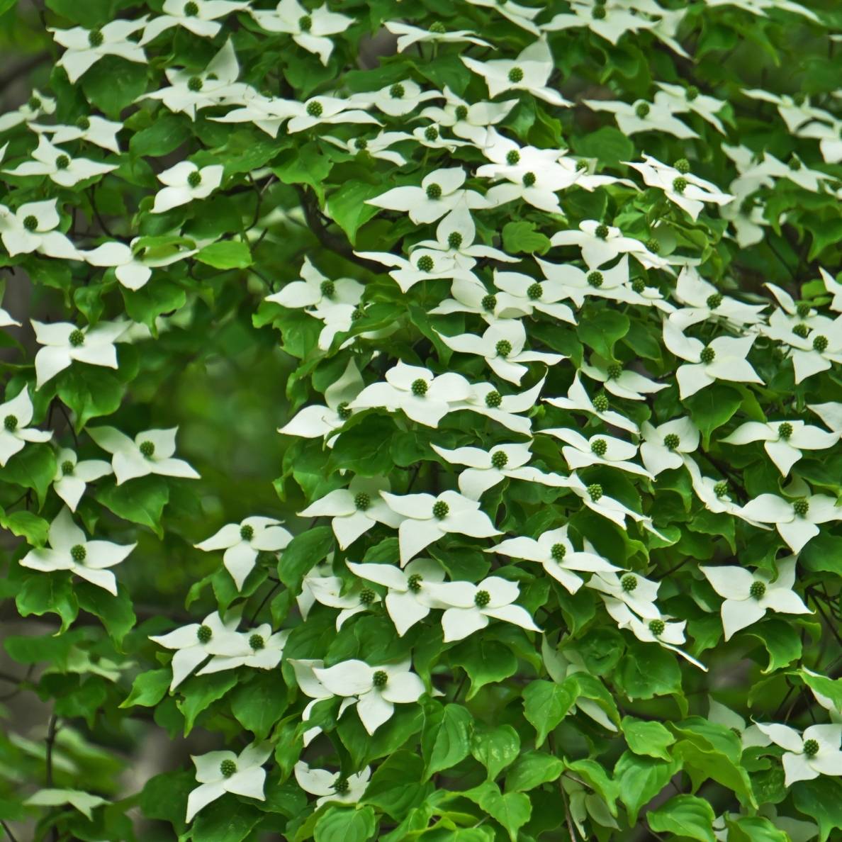 Cornus kousa ‘Teutonia’