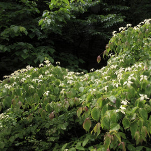 Cornus kousa ‘Teutonia’