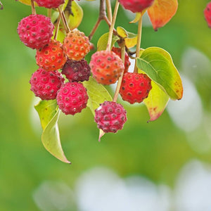 Cornus kousa ‘Teutonia’