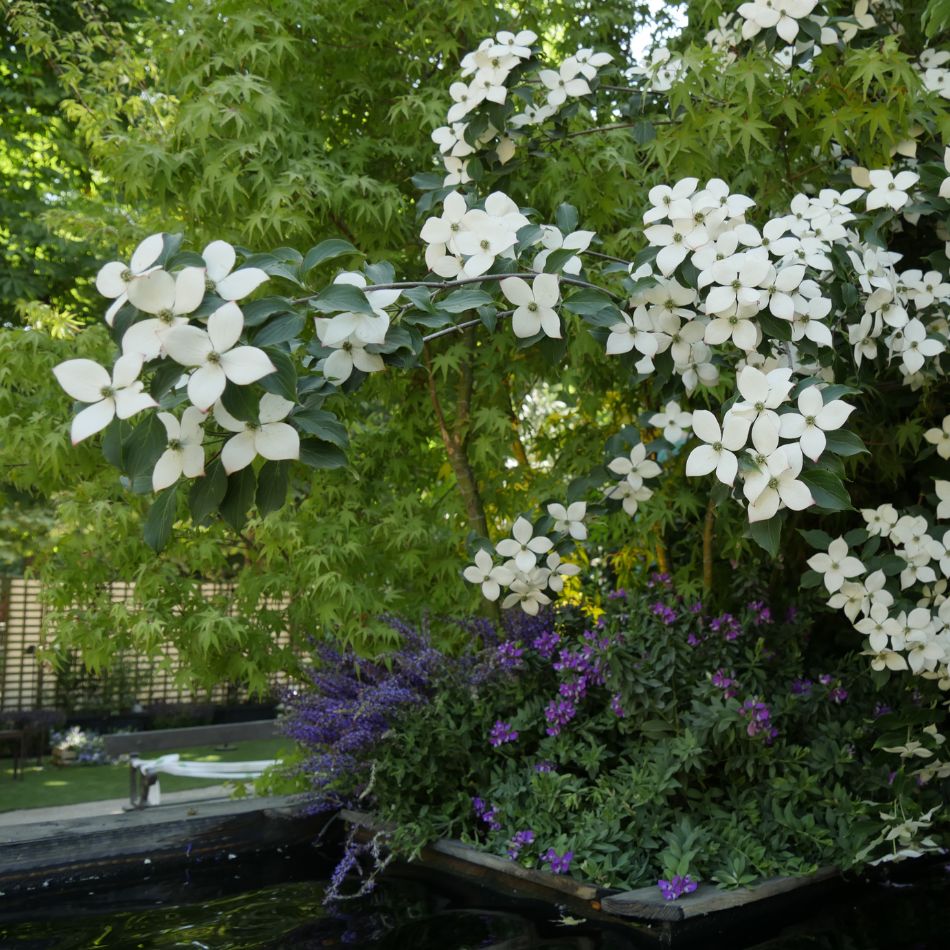 Cornus kousa ‘Teutonia’