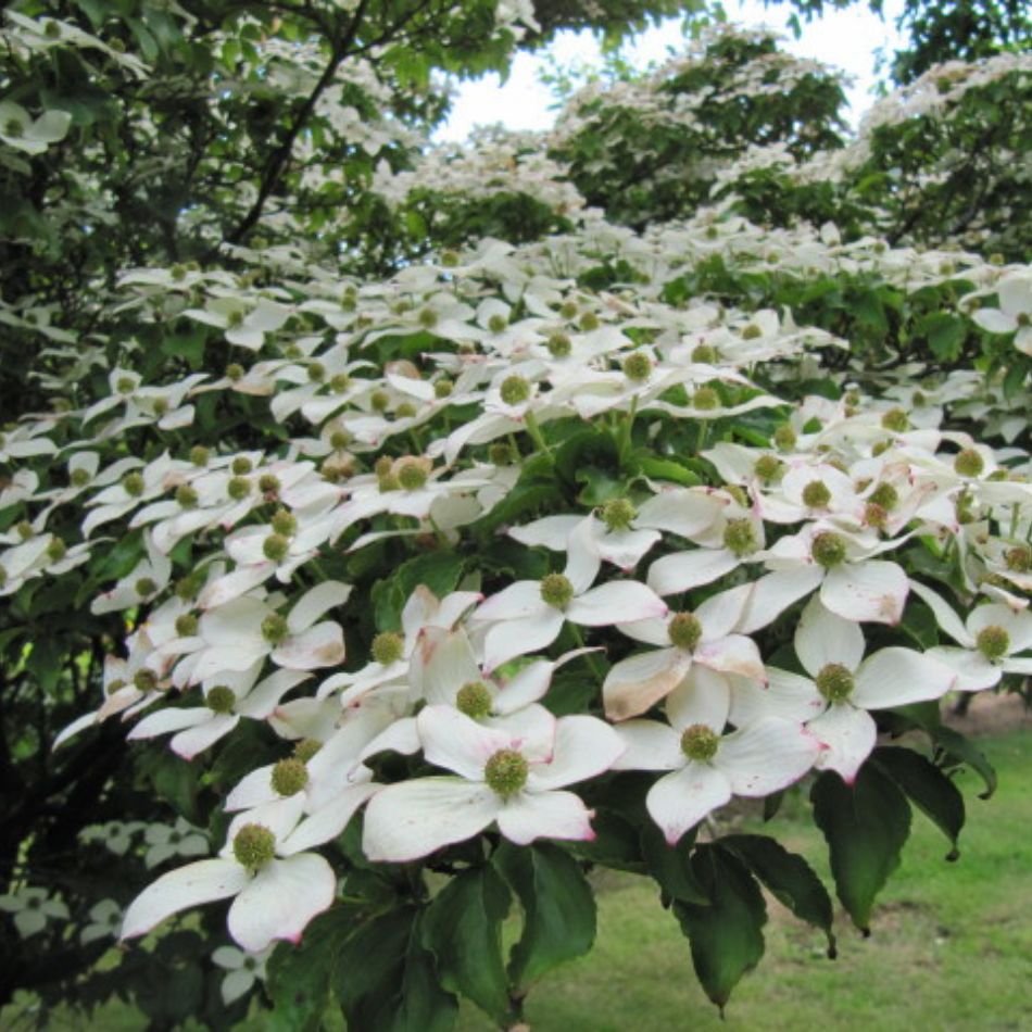 Cornus kousa ‘Teutonia’