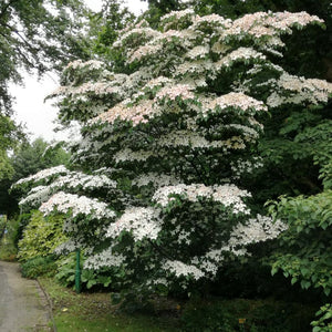 Cornus kousa ‘Teutonia’