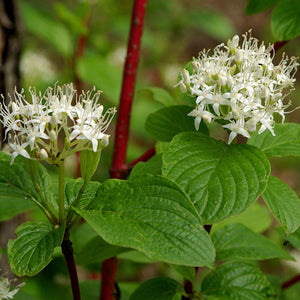 Cornus alba ‘Sibirica’