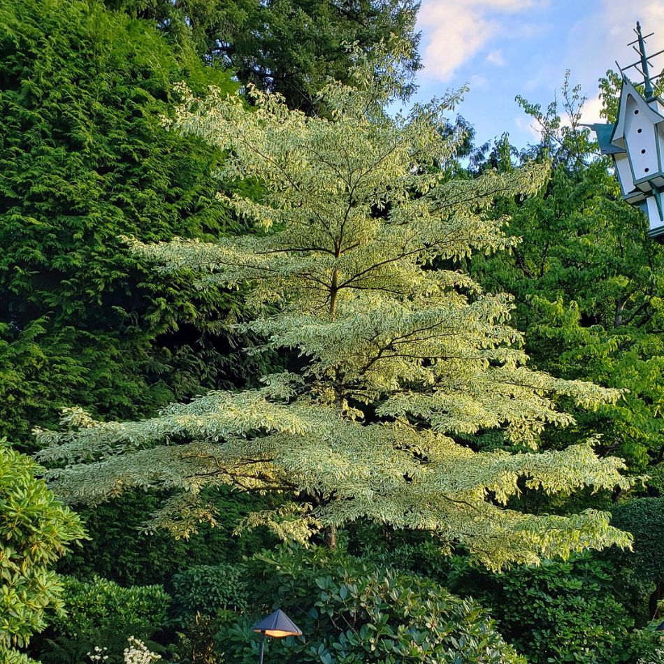 Cornus controversa ‘Variegata’