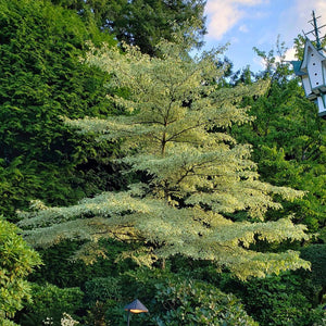 Cornus controversa ‘Variegata’