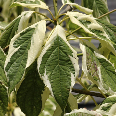 Cornus controversa ‘Variegata’