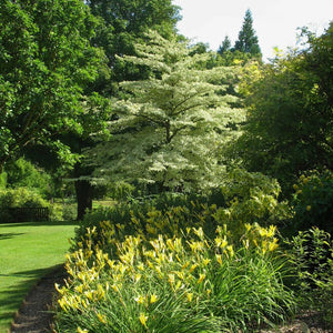 Cornus controversa ‘Variegata’