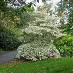 Cornus controversa ‘Variegata’