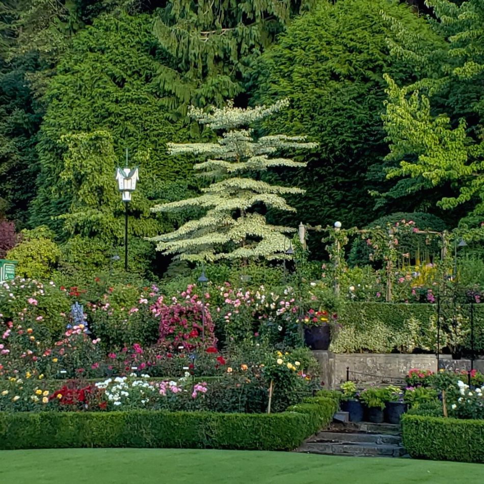 Cornus controversa ‘Variegata’