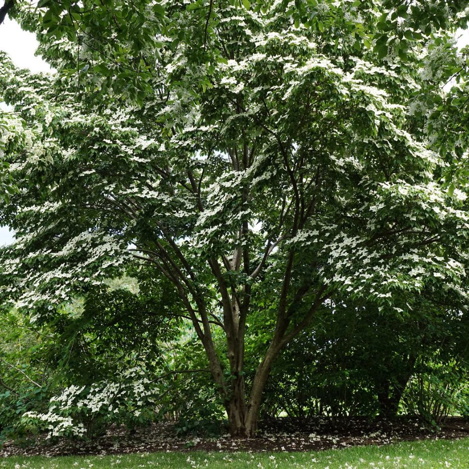Cornus kousa ‘China Girl’