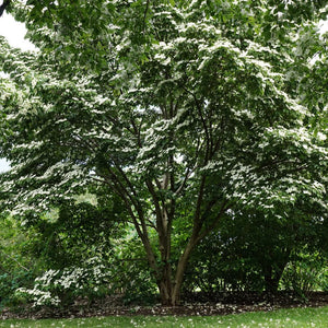 Cornus kousa ‘China Girl’