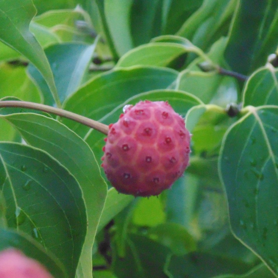 Cornus kousa ‘Milky Way’