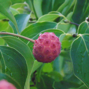 Cornus kousa ‘Milky Way’