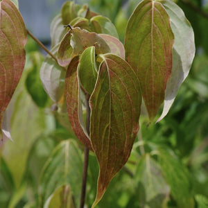 Cornus kousa ‘Milky Way’