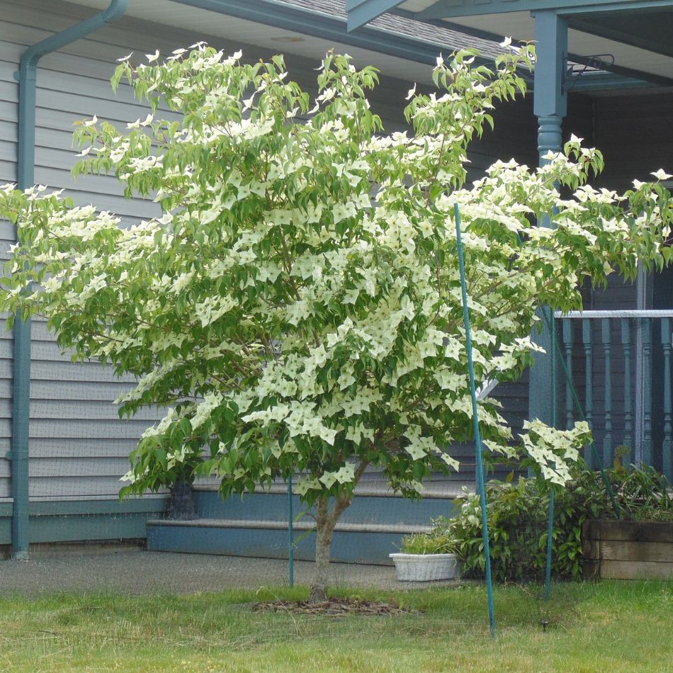 Cornus kousa ‘Milky Way’