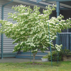Cornus kousa ‘Milky Way’
