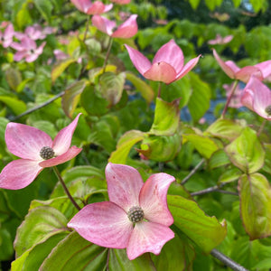 Cornus kousa ‘Miss Satomi’