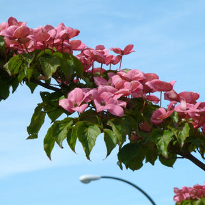 Cornus kousa ‘Miss Satomi’