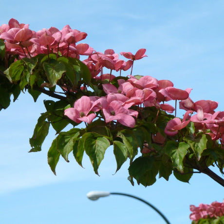 Cornus kousa ‘Miss Satomi’