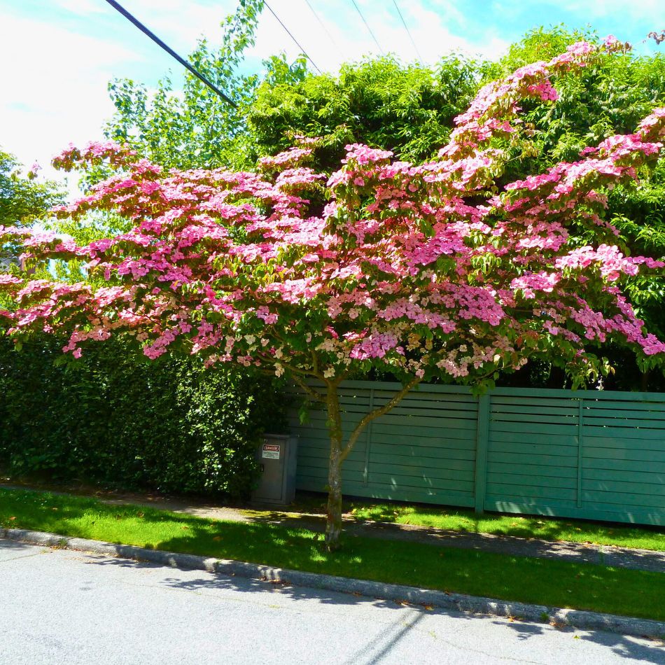 Cornus kousa ‘Miss Satomi’