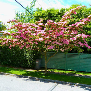 Cornus kousa ‘Miss Satomi’