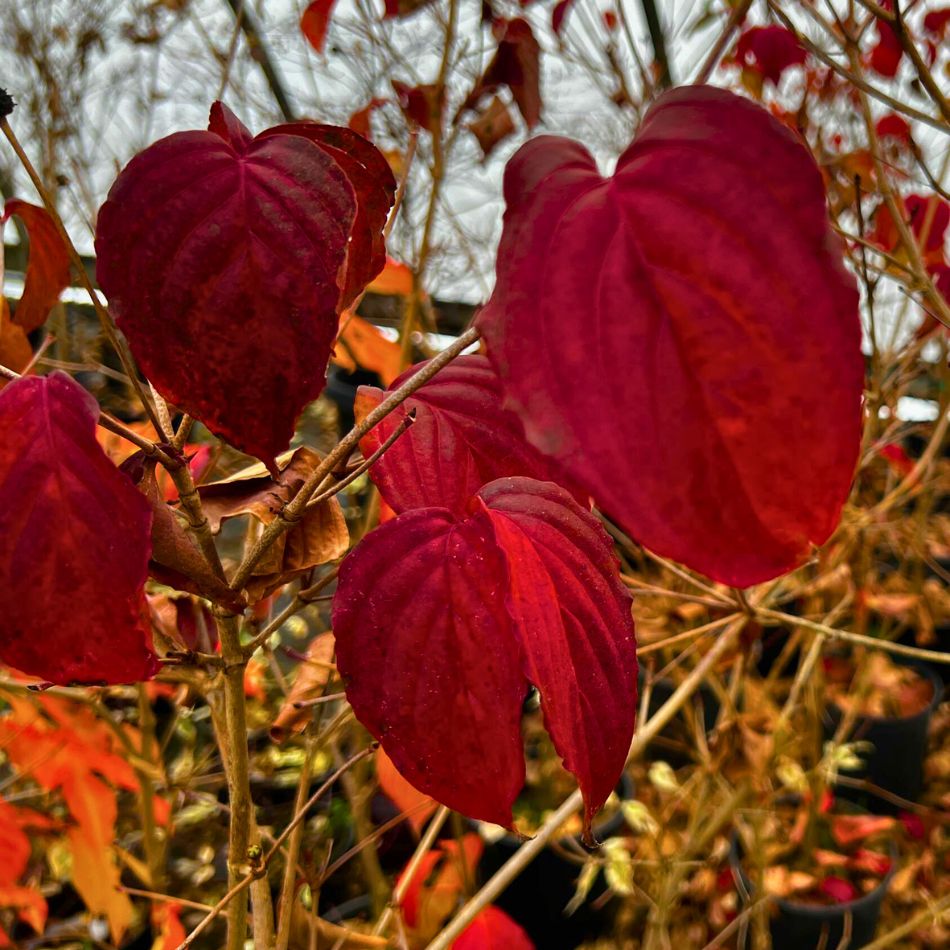 Cornus kousa ‘Miss Satomi’