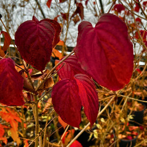 Cornus kousa ‘Miss Satomi’