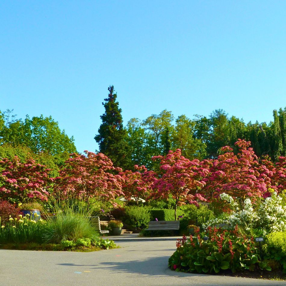 Cornus kousa ‘Miss Satomi’