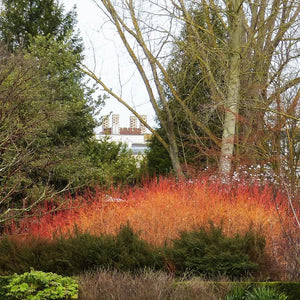 Cornus sanguinea ‘Midwinter Fire’