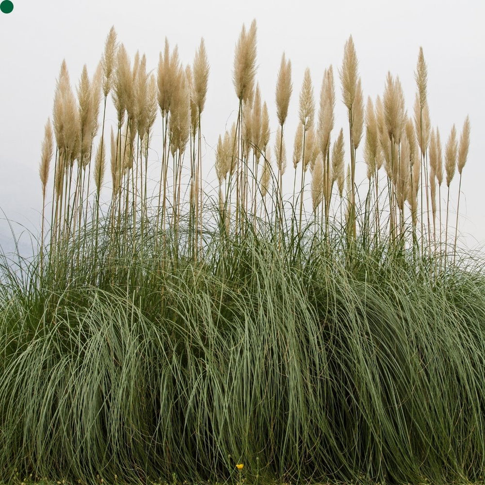 Cortaderia selloana